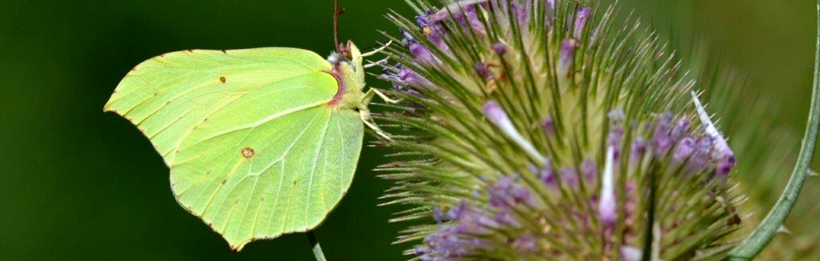 Butterfly Walk