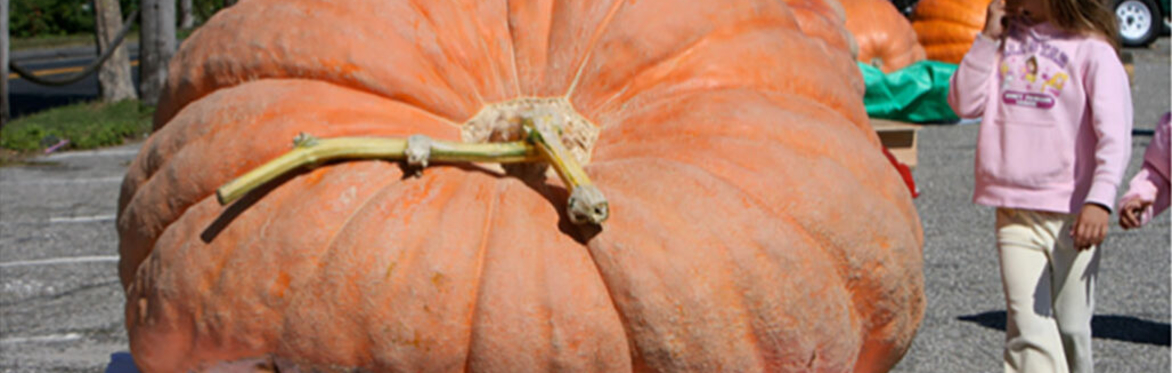 Most Impressive Vegetable Competition (Harvest Festival)