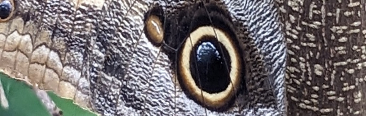 The Eye of Transformation