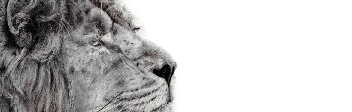 WILDLIFE PENCIL DRAWING COURSE with artist Alannah Barker.