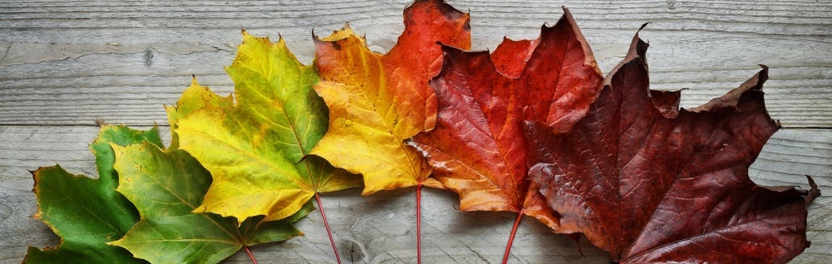 Autumn Holiday Forest Camp
