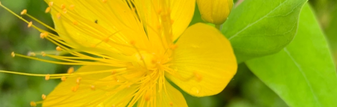 St.John's Wort