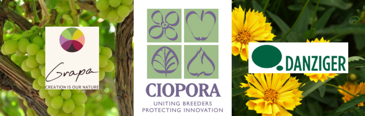 CIOPORA Israeli Plant Breeder Meeting, 11.10.2018 / CIOPORA מפגש מטפחים ישראלים מטעם ארגון