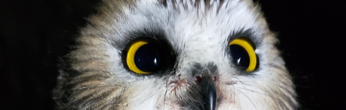 Owl Banding at the Beaverhill Bird Observatory (2024)