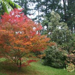 Betula Study Day at Hergest Croft and Frank P Matthews