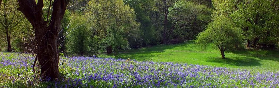 Moss Valley Woodlands - Dowey Lumb Bluebells - Photo credit- Les Cornthwaite