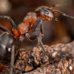 Hairy Wood ant