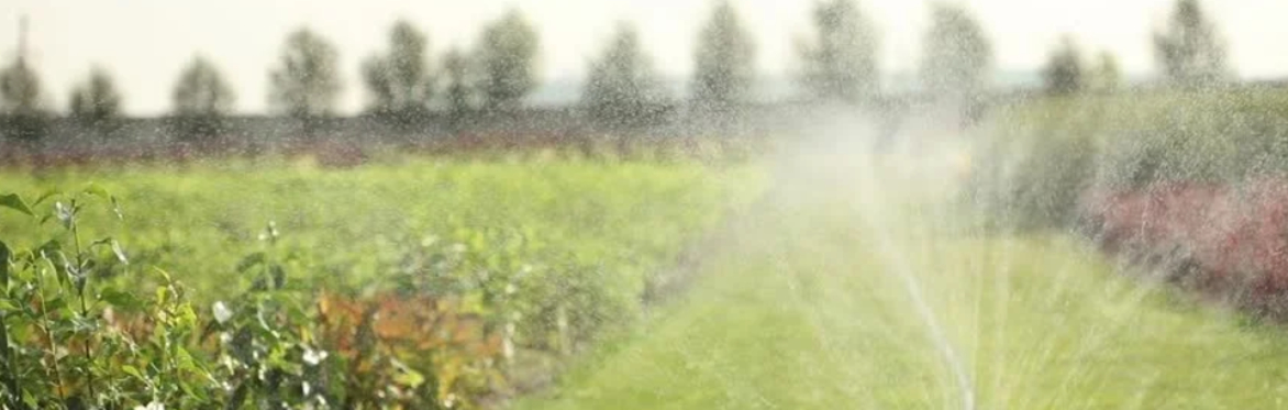Water spray in a tree nursery