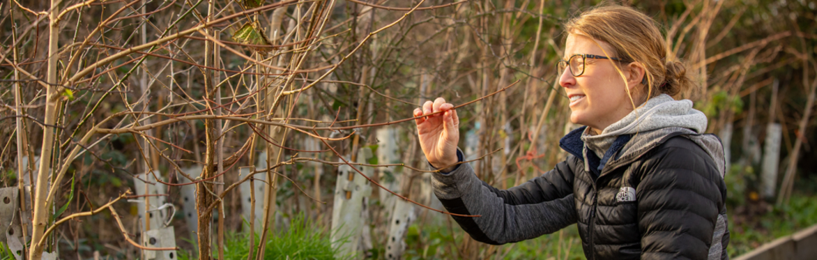 A tree officer inspects an establishing sapling planted in a tree scheme