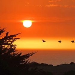 In the Shadow of the Bridge: Birds of the Bay Area | Discussion with the Author