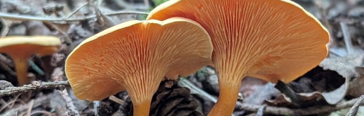 Mushroom Foray at Northern Roots