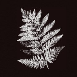 Firebird - Manchester, Night & Day Café