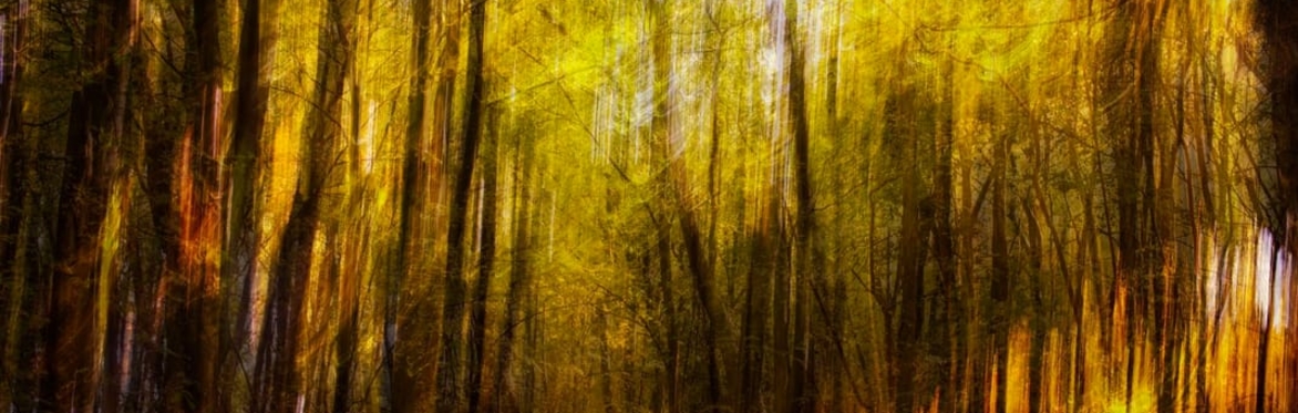 A woodland near Painswick in Autumn