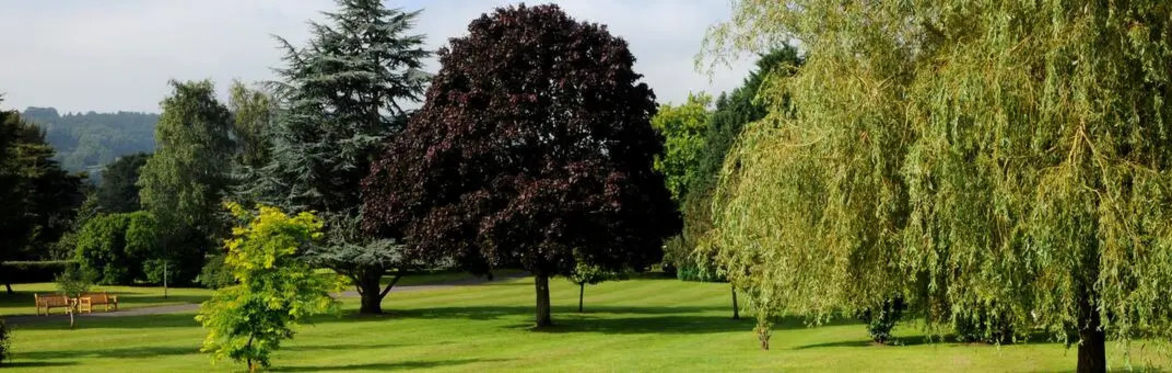 Trees and lawn in Sidcot School grounds