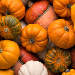 Prenota la tua Zucca - III Edizione al FlorPark BARI