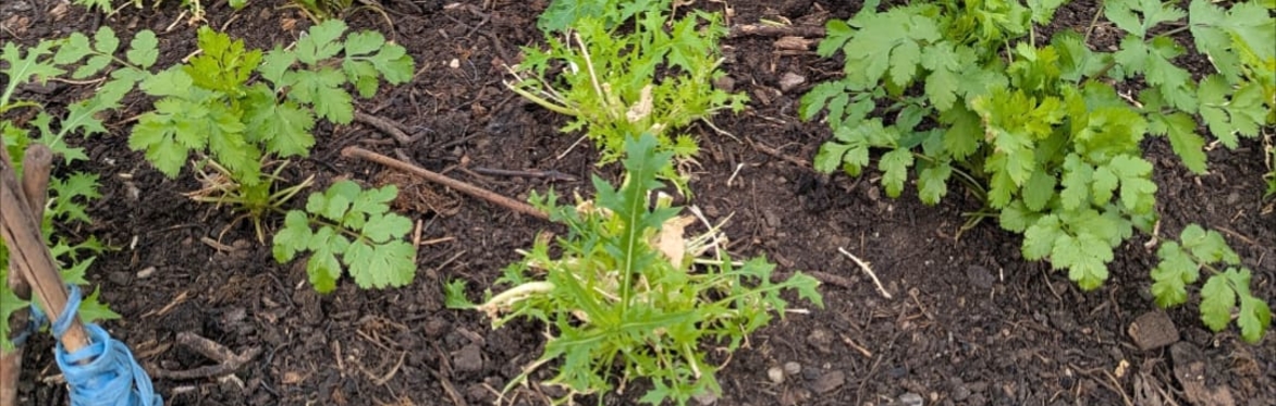 Growing in Small Spaces: Food Growers Collective