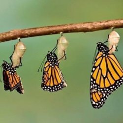 Different stages of a butterfly as it transforms from a cacoon into a butterfly.