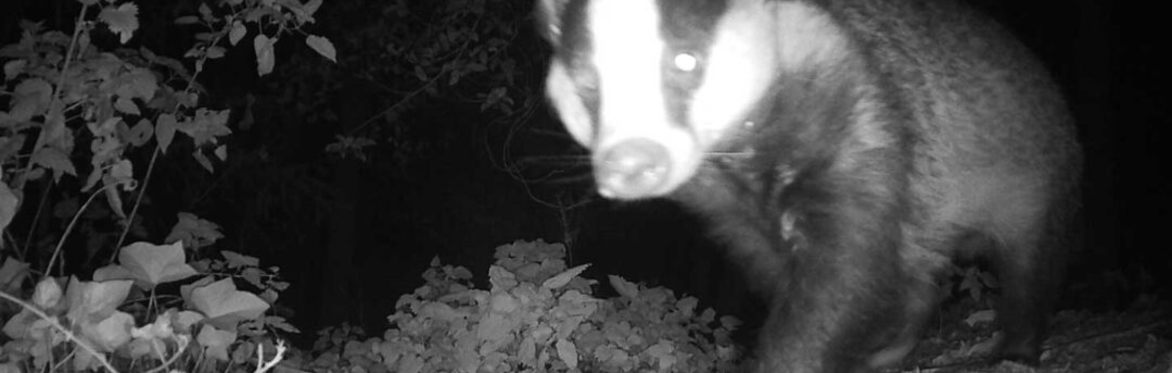 badger pictured by a night cam