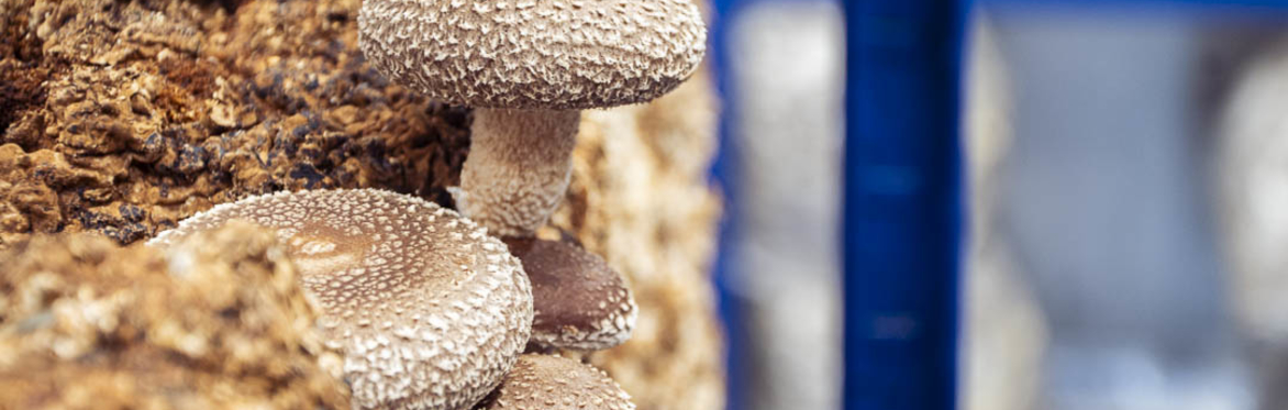 Medicinal Mushrooms
