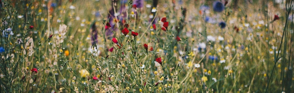 online herbal medicine course