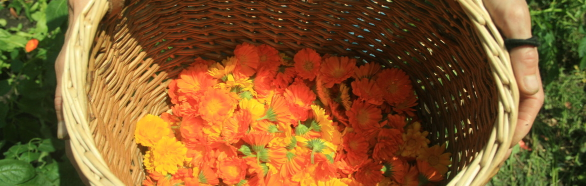Wild Herbalism through the seasons: AUTUMN Fire Cider