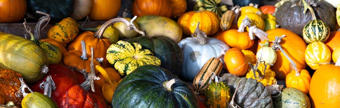 pumpkins and gourds