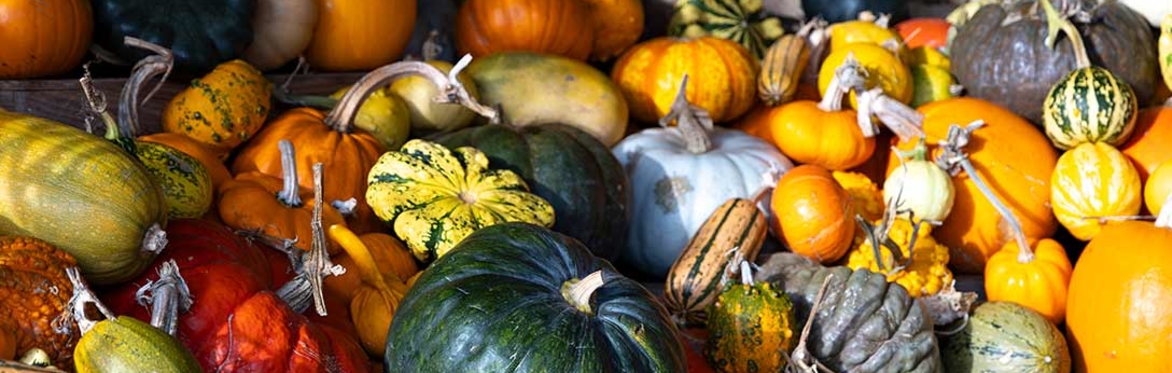 pumpkins and gourds