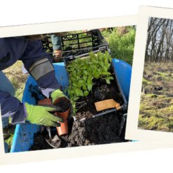 Community Tree Nursery - adult volunteer sessions