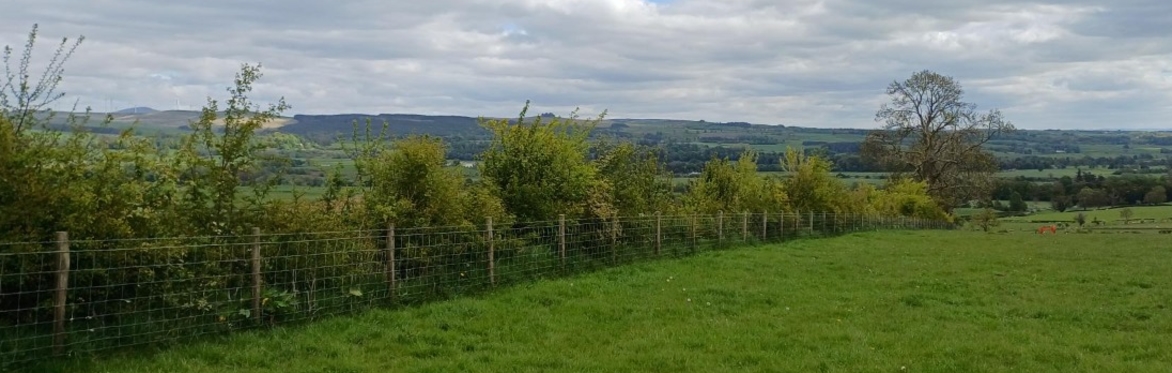 Walking and Talking Trees and Hedges: Transforming Cowhill Estate
