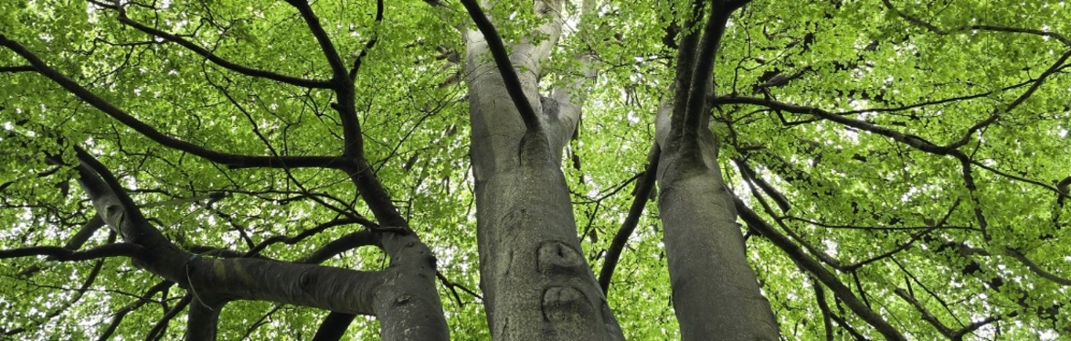 Bright green lush woodland