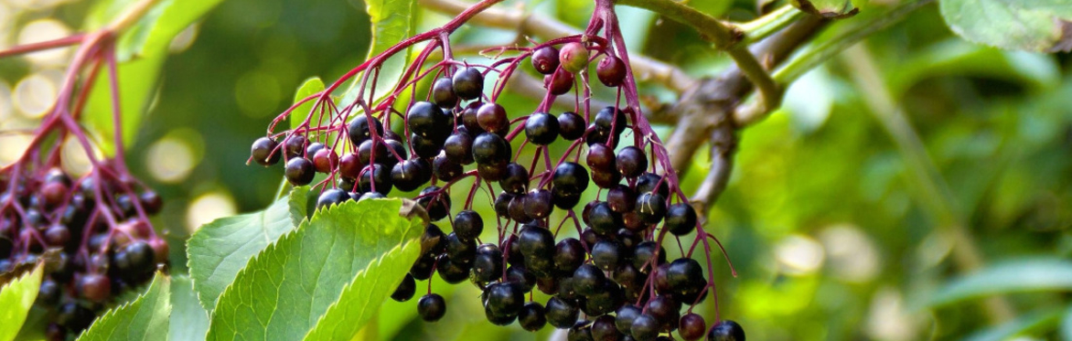 Autumn Herbal Resilience, Fruits and Roots
