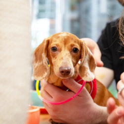 Dachshund Disco - Birmingham