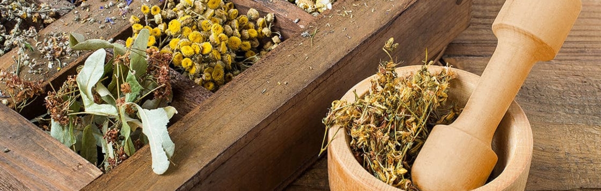 Introduction to Herbalism with Claudia Nagy