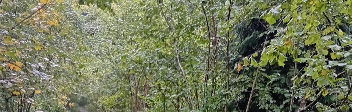 Reading woodlands