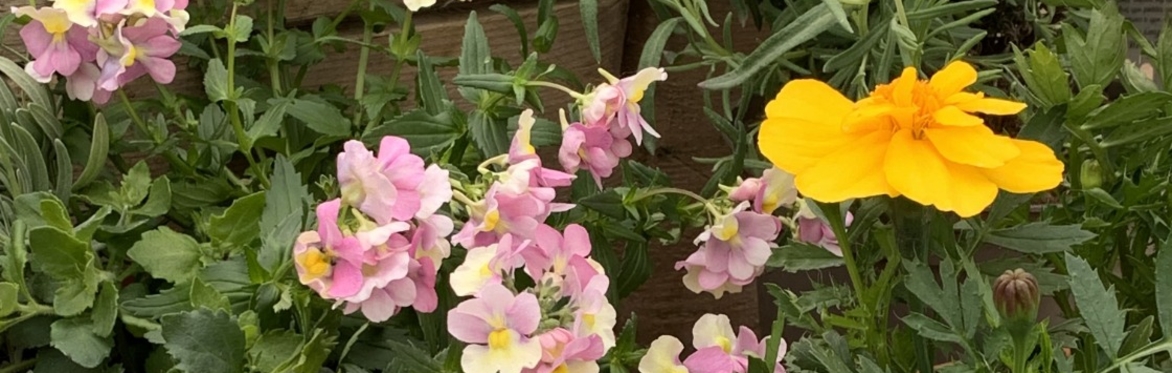 Summer Holiday Kids Activity ‘Make a Mini Pollinator Pot’