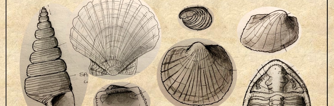 drawing of fossils