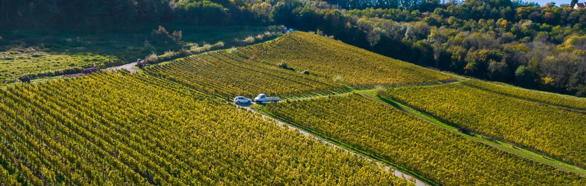 Domaine Pignier tasting