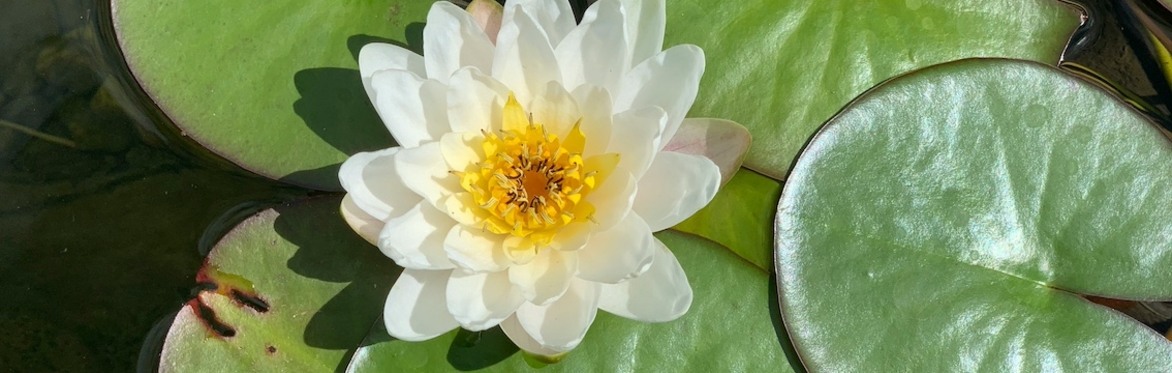 Meditation Basics (Thursday evening class)