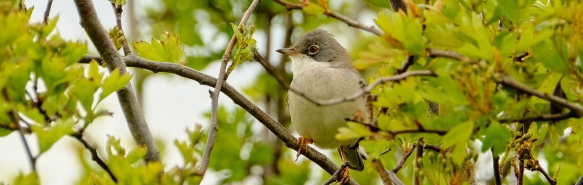 A whitethroat peering across farmland