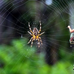A girl climbing a spider's web, with a spider the same size next to her