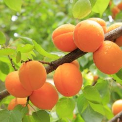 RECORDING of "Food Waste, Fruit Trees, and Nature Spirits" with Dr Harris Bor