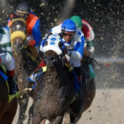 Horse Racing at Tampa Bay Downs - Chef prepared buffet - Round Trip Transportation