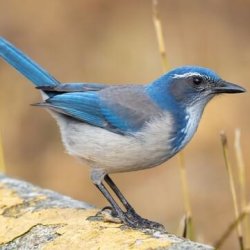 Nature Walk and Bird Count -- September 2026