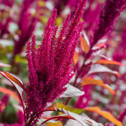Foraging Workshop with Sean Rowe