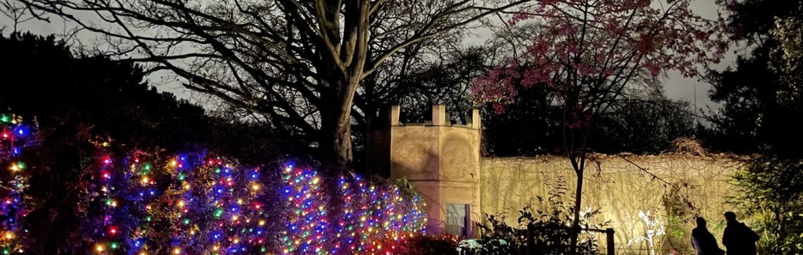 Winter Lights