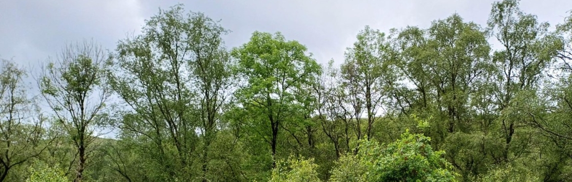 Walking and Talking trees – Benefits for Biodiversity and Beasts with Rory Sinclair of Resipole Farm