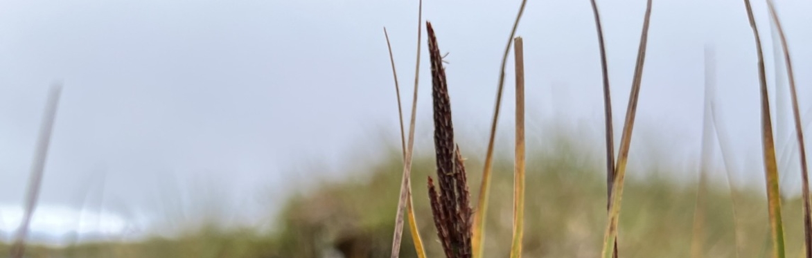 Winter Talk: The genetics of Carex aquatilis, with Jenn Clayton-Brown