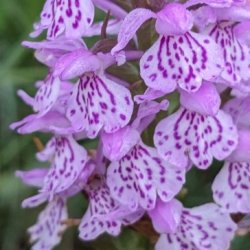 Hepple in Focus: Summer Flowers