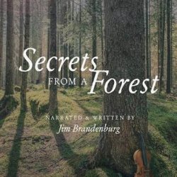 SECRETS FROM A FOREST: An Immersive Journey Through Nature, Art and Music