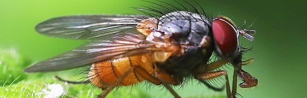 More than Just House Flies - An Introduction to British Muscidae Webinar